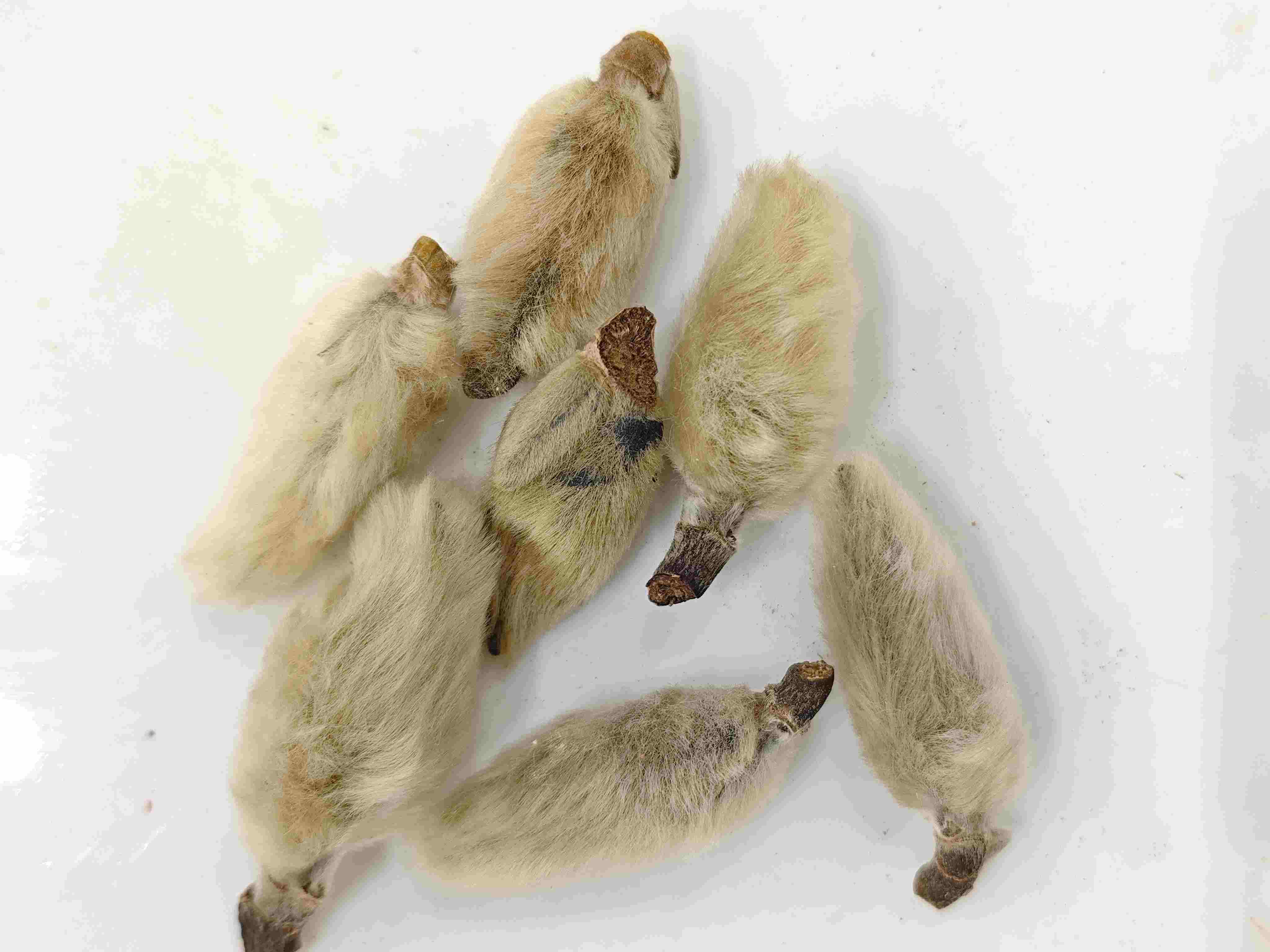 マグノリアフラワーバッド(Xīnyí)