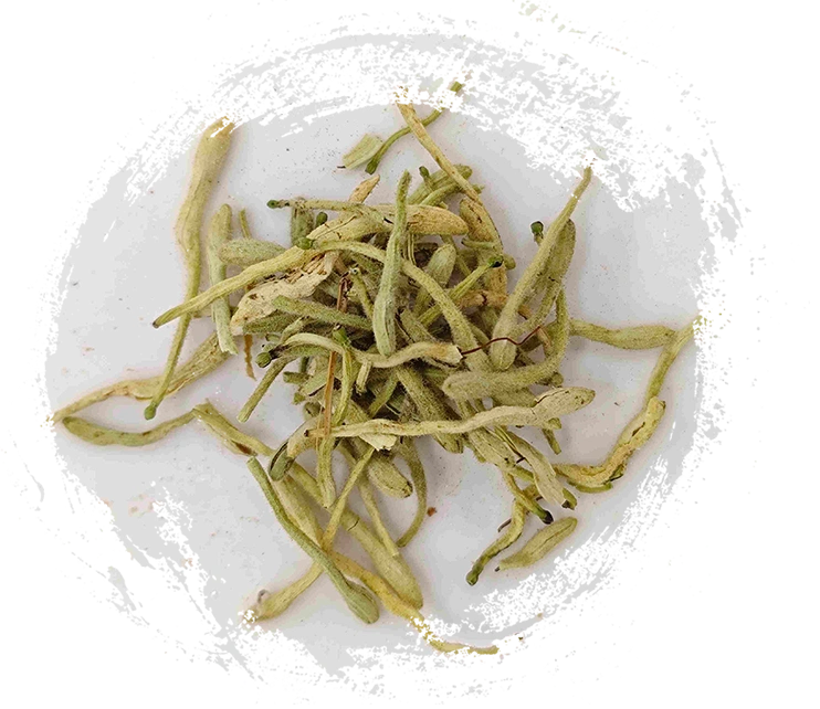 honeysuckleの花（Jīnyínhuā）