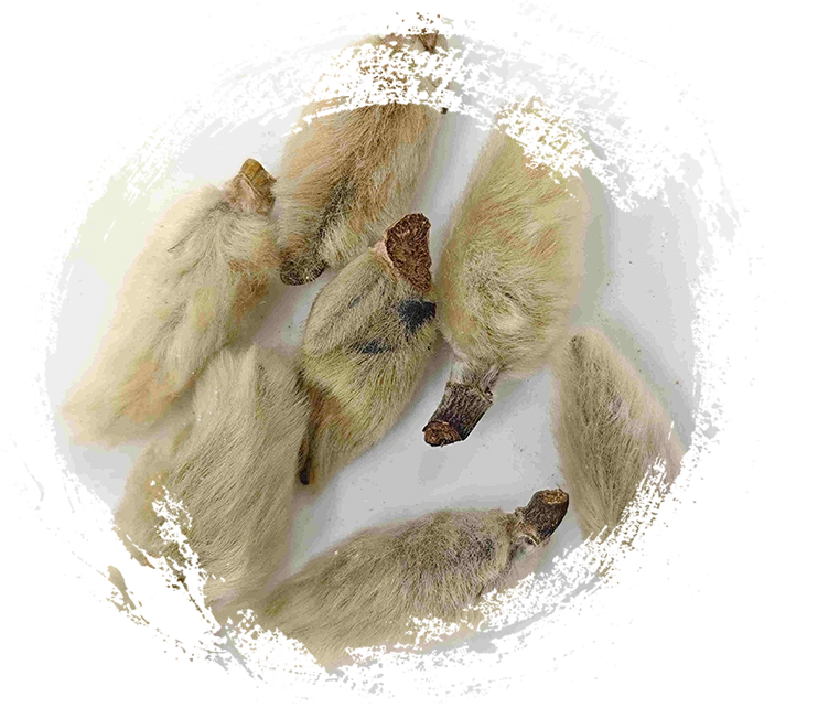 マグノリアフラワーバッド（Xīnyí）