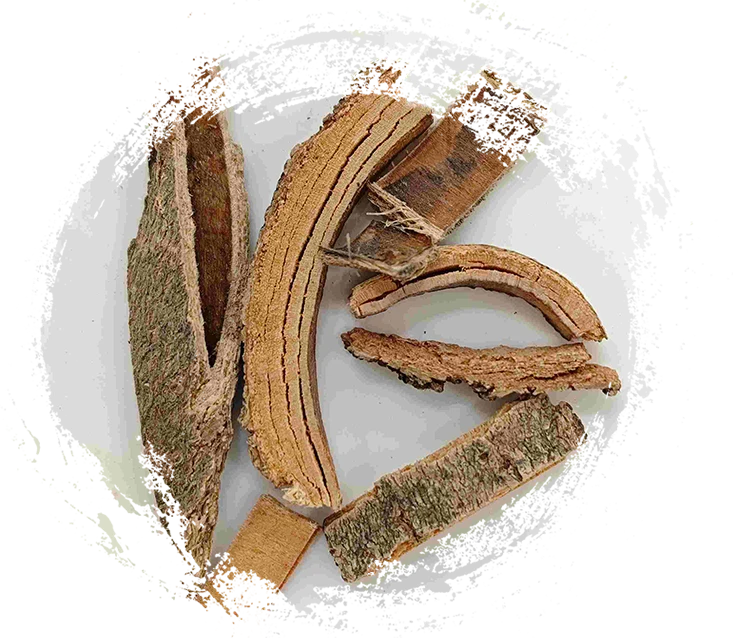 中国の灰の樹皮（QínPí）