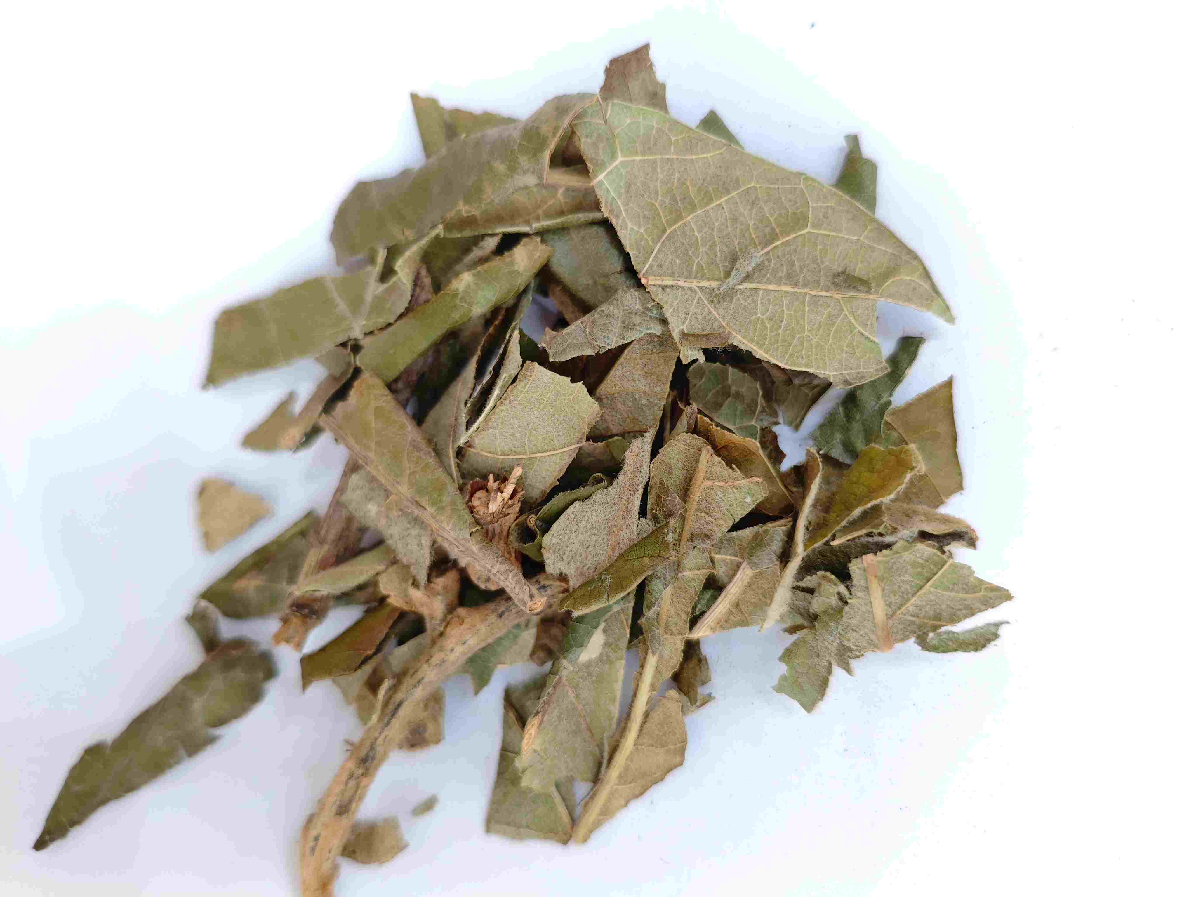 loquat leaf(pípáyè)