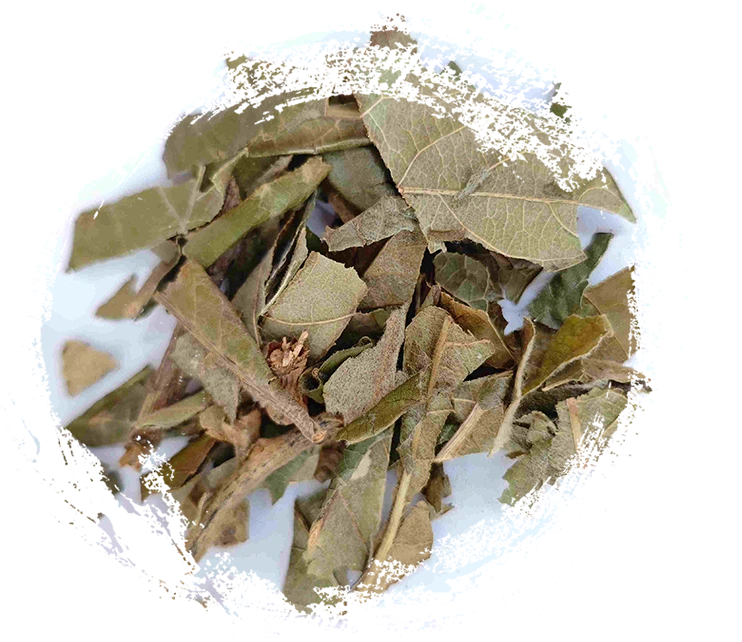 loquat leaf（pípáyè）