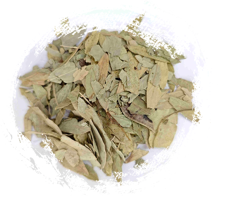 セナリーフ（fānxièyè）